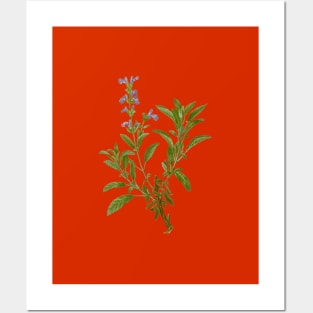 Vintage Garden Sage Botanical Illustration Posters and Art